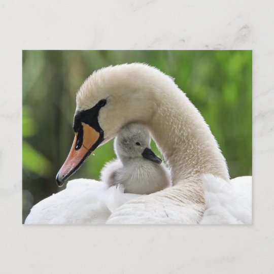 Carte Postale Mere Et Bebe Cygne Zazzle Ca