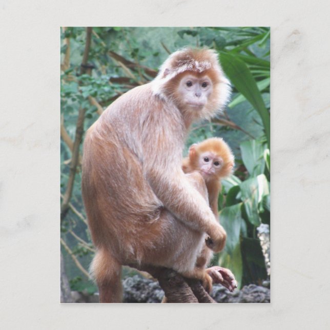Carte Postale Mère et bébé de singe de Langur (Devant)