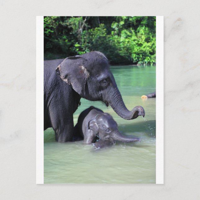 Carte Postale Mère et bébé éléphant dans la rivière (Devant)
