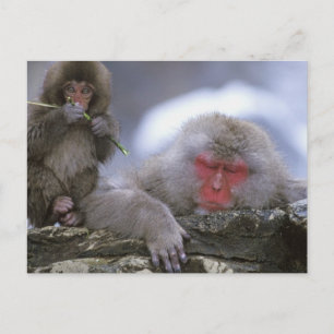 Carte Postale Mère et enfant singe des neiges, Jigokudani, Nagan