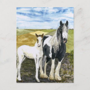 Carte postale mère et poulain