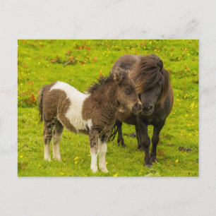 Carte Postale Mère et progéniture de poney Shetland