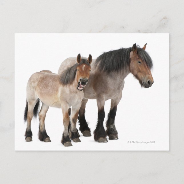 Carte Postale Mère & Foie Cheval Belge (Devant)