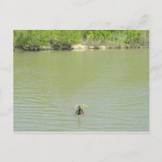 Carte Postale Mère Goose et ses bébés