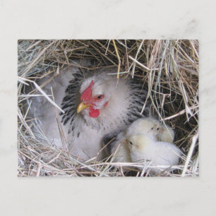 Carte postale Mère Hen avec les nouveaux pousses