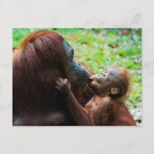 Carte Postale Mère orang-outan et bébé