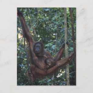 Carte Postale Mère Orangoutan avec bébé 4