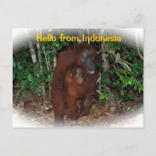Carte Postale Mère Orangoutan et bébé dans la nature