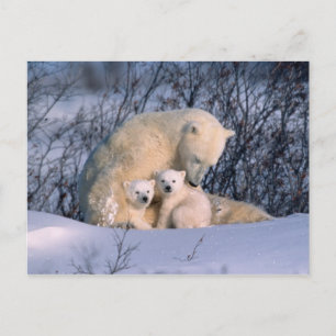 Carte Postale Mère Ours Polaire assis avec des jumeaux,