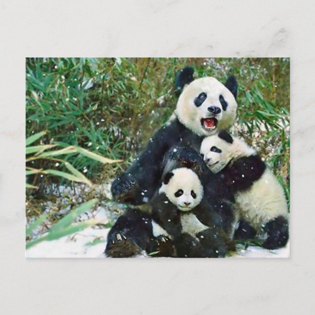 Carte Postale Mère Panda (Devant)
