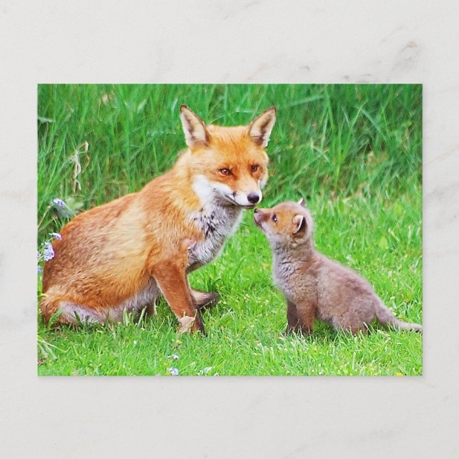 Carte Postale Mère renard et petit (Devant)