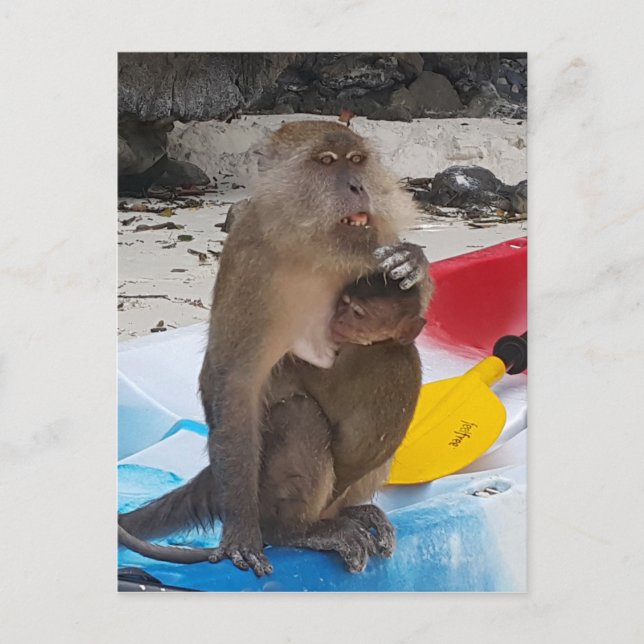 Carte Postale Mère singe et bébé (Devant)