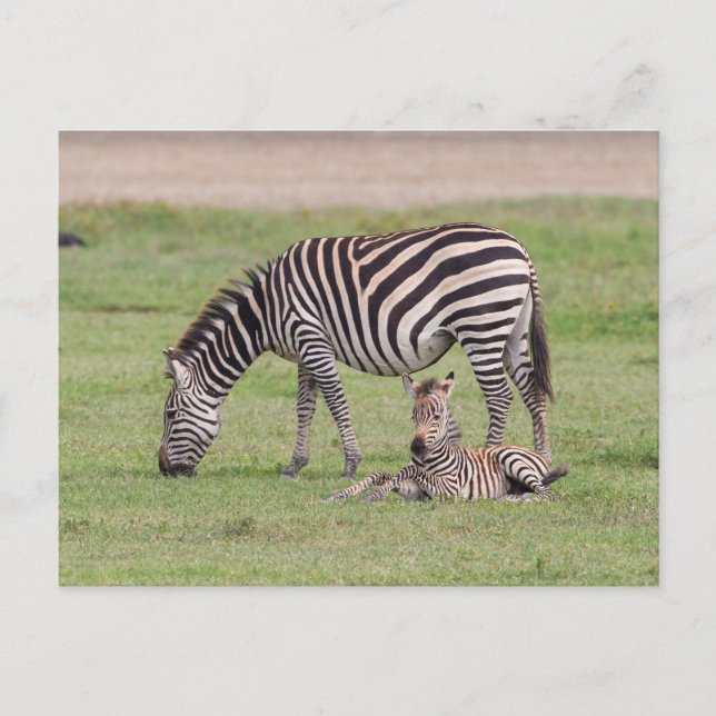Carte Postale Mère Zebra avec nouveau-né Colt (Devant)
