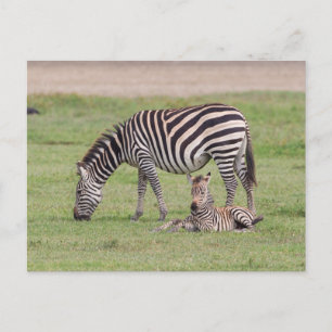 Carte Postale Mère Zebra avec nouveau-né Colt