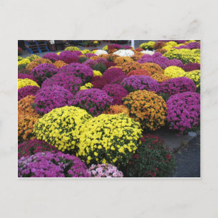 Carte Postale Mères