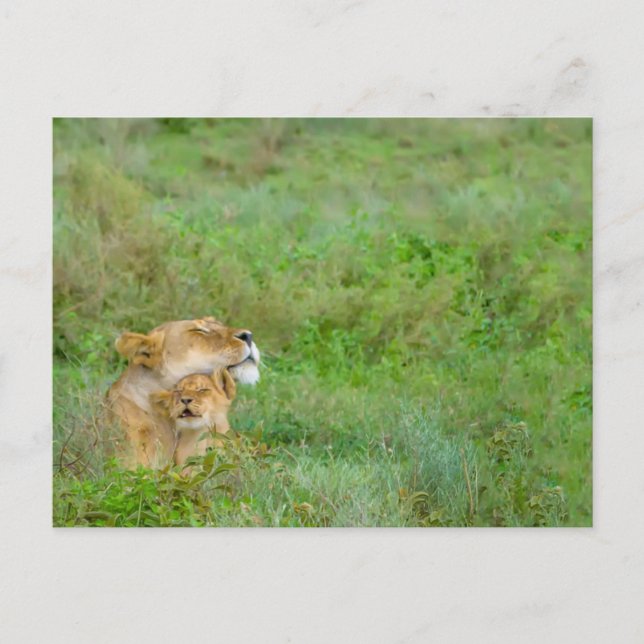 Carte postale Mère's Love Lioness & Baby (Devant)