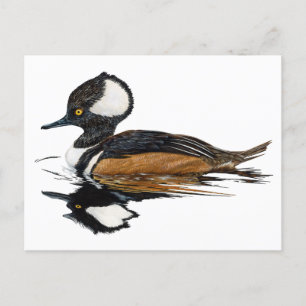 Carte postale Merganser à capuchon