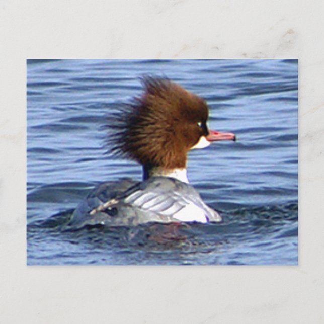 Carte Postale Merganser Commun, Avec Sa Cimetière Magnifique (Devant)