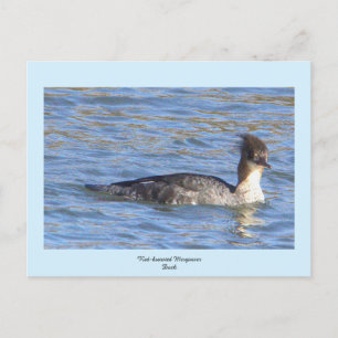 Carte postale Merganser Duck à poitrine rouge