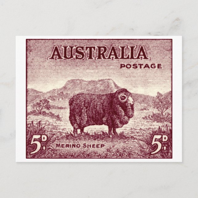 Carte Postale Merino Sheep australien 1934 (Devant)