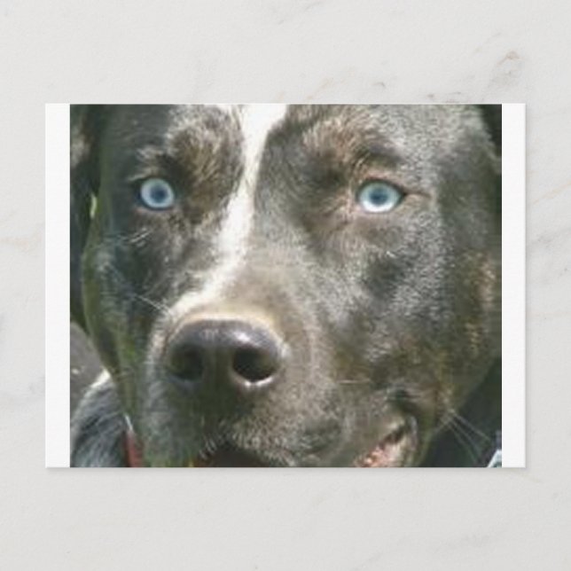 Carte Postale merle bleu catahoula.png (Devant)