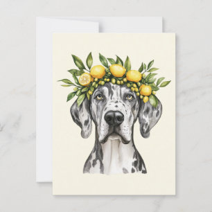 Carte Postale Merle Great Dane Chien Lemon Crown