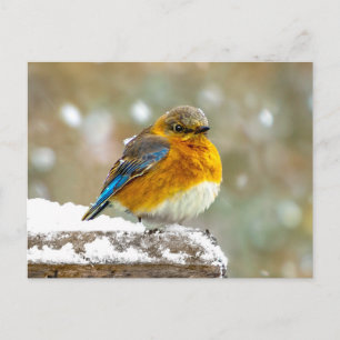 Carte Postale Merlebleu azuré dans la neige - Photographie origi