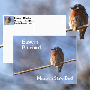 Carte Postale Merlebleu de l'Est Oiseau de l'État du Missouri Ph