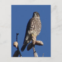 Carte postale Merlin