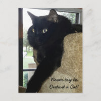 Merlin la citation de chat