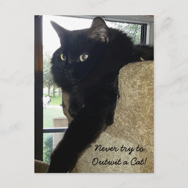Carte Postale Merlin la citation de chat (Devant)