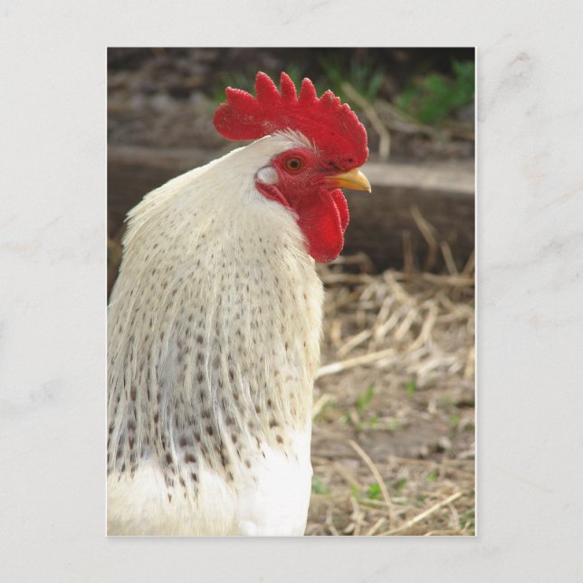 Carte Postale Merveilleux coq (Devant)