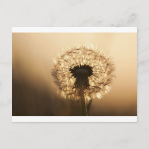 Carte Postale Merveilleux Dandelion