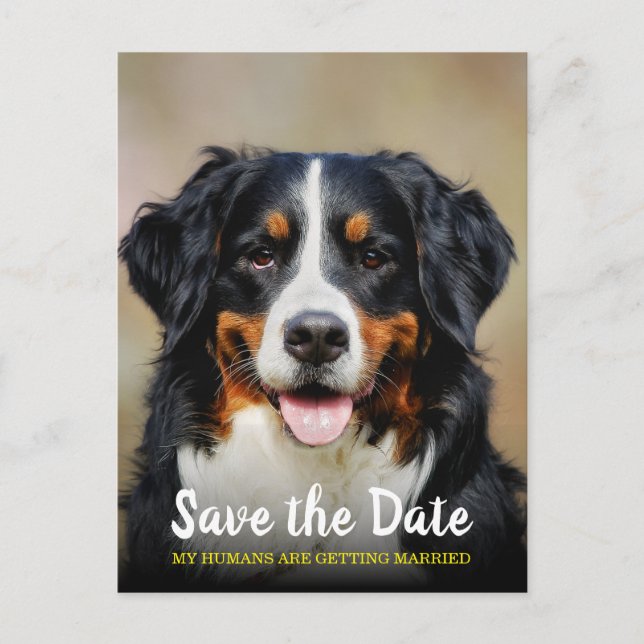 Carte Postale Mes Humains Se Marient | Chien Enregistrer la date (Devant)