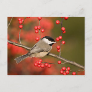 Carte Postale Mésange de Caroline sur un buisson de houx vertici