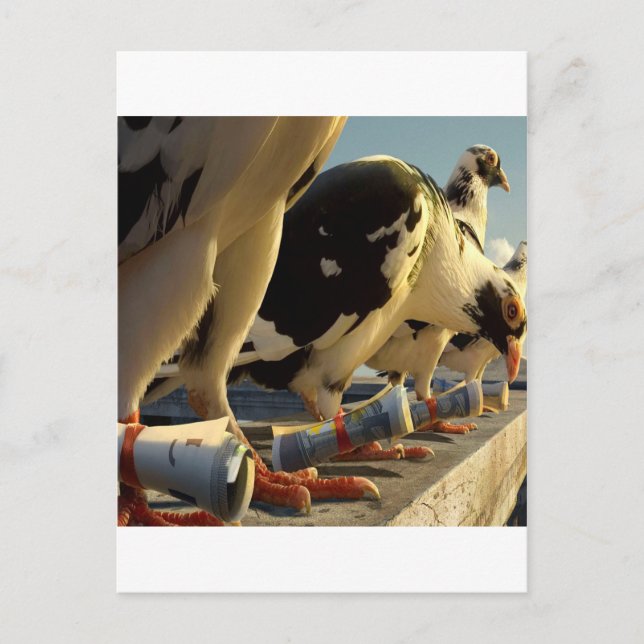 Carte Postale Message de pigeon animal Abstrait (Devant)