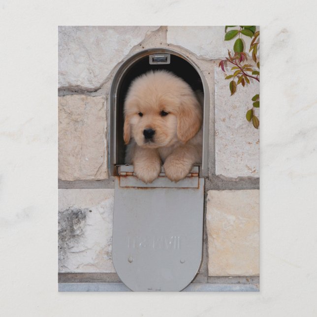 Carte Postale Messagerie Puppy (Devant)