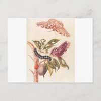 Métamorphose d'un papillon Maria Sibylla Merian
