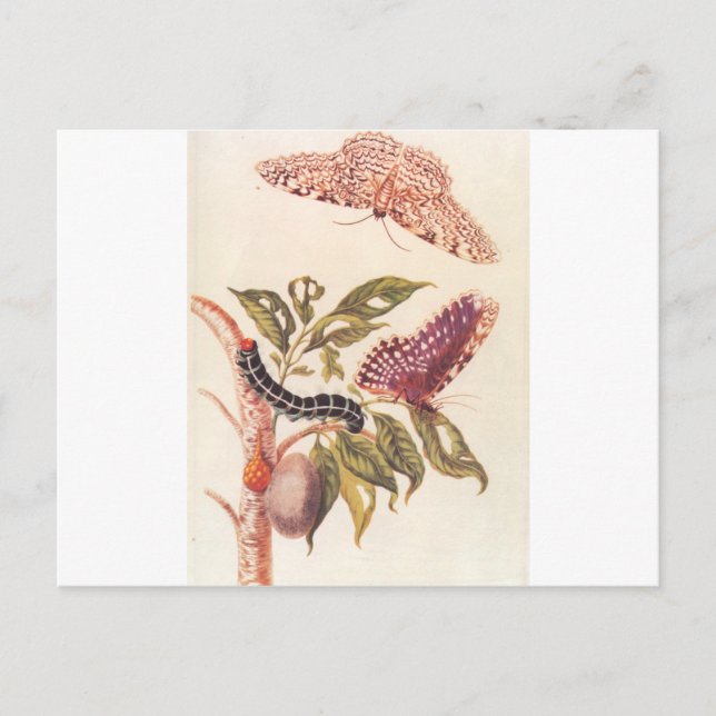 Carte Postale Métamorphose d'un papillon Maria Sibylla Merian (Devant)