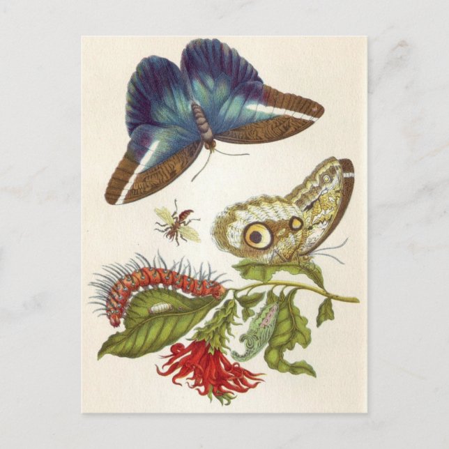 Carte Postale Métamorphose insectorum Surinamensium (Devant)
