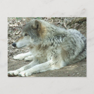 Carte postale mexicaine de loup