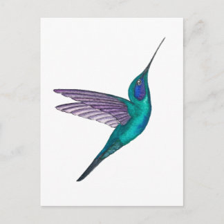 Carte Postale Mexican Violetear Hummingbird