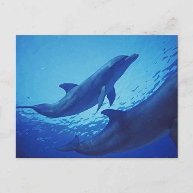 Carte Postale Mexique, Cozumel. Dauphin à col fermé, Tursiops (Devant)