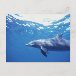Carte Postale Mexique, Cozumel. Dauphin en bouteille, Tursiops 3