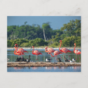 Carte Postale Mexique Rio Lagartos