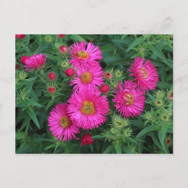 Carte Postale Michaelmas Daisies (Devant)