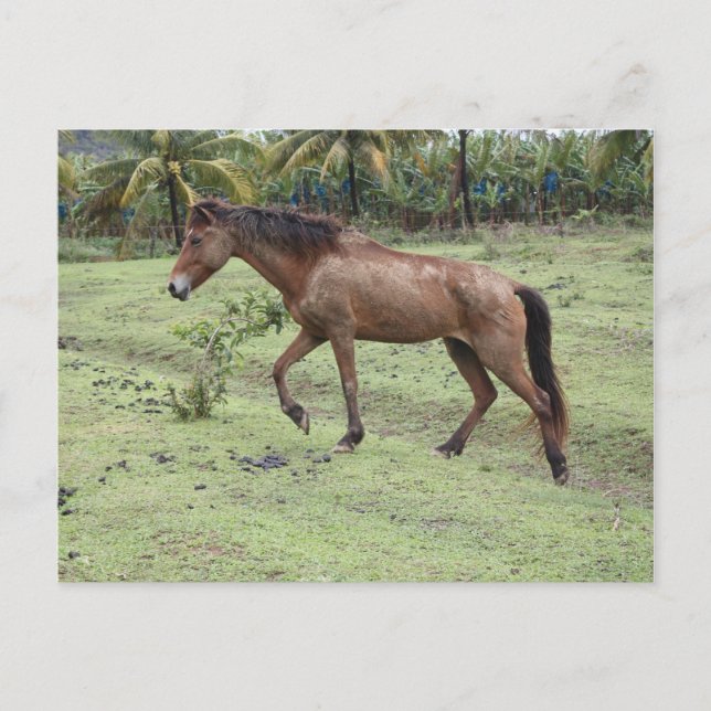Carte Postale Micoud2 (Devant)