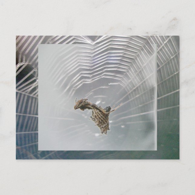 Carte postale Micrathena Web & Spider (Devant)