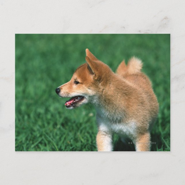 Carte Postale Midget Shiba japonais (Devant)