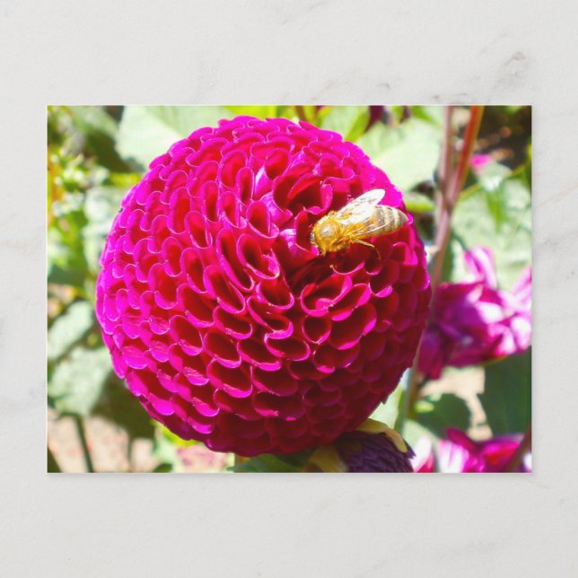 Carte Postale Miel abeille sur une fleur (Devant)